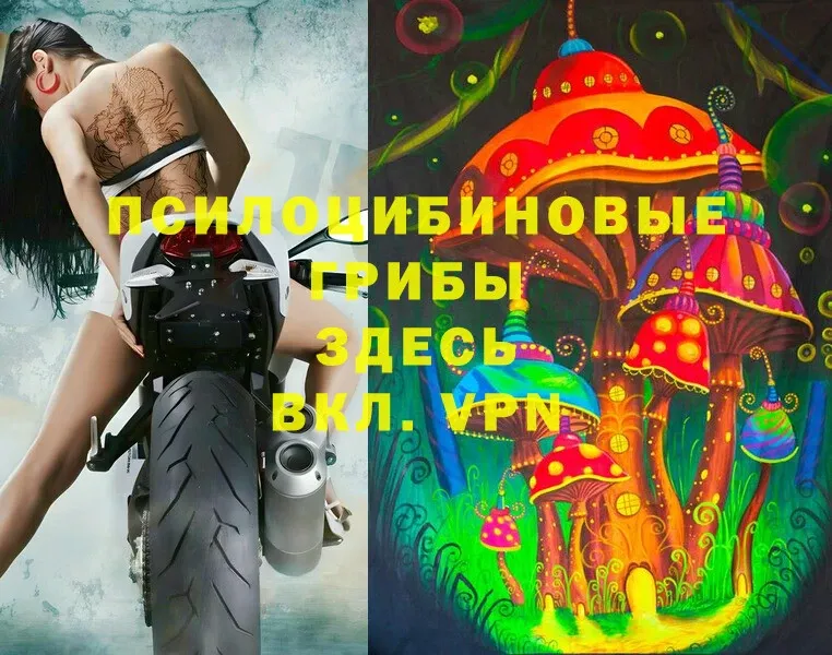 Псилоцибиновые грибы Cubensis  где купить   MEGA как зайти  Лыткарино 